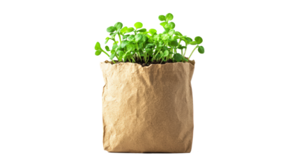 A small plant is growing in a brown paper bag, isolated on a transparent background
