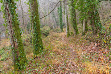 Betelu Forest. Aezkoa Valley. Navarrese Pyrenees