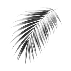 Obraz premium Black halftone palm leaf silhouette isolated on white background. Minimal tropical botanical illustration with dotted texture, suitable for modern design, poster, branding, and decor.