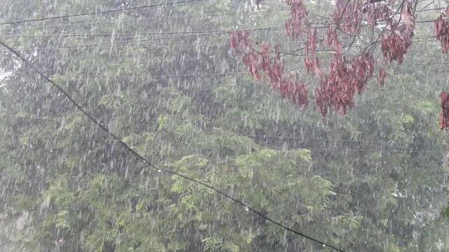 heavy rain with green trees blowing in the wind