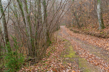 Trail in the autumn forest. Aezkoa Valley. Navarrese Pyrenees