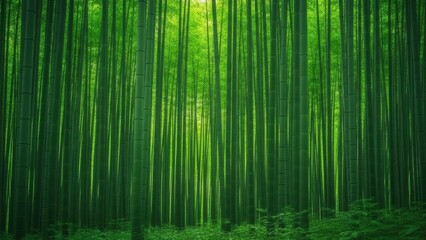 Serene bamboo forest with sunlight filtering through tall green stalks