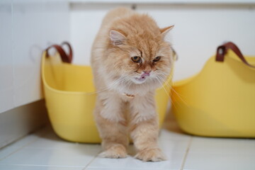 Fluffy Ginger Cat Walking Between Yellow Baskets in Bright Indoor Environment with Glossy Floor and...