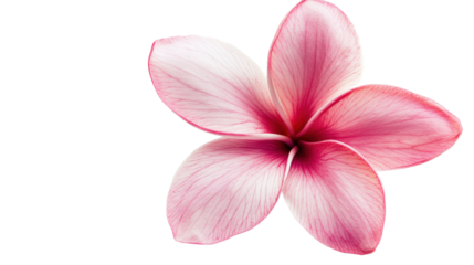 A pink flower with a white center, isolated on a transparent background