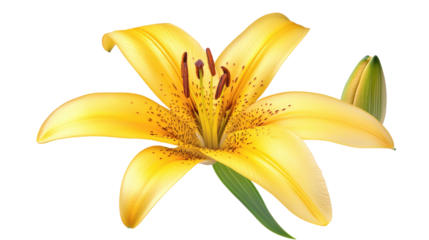 A yellow flower with a brown center, isolated on a transparent background