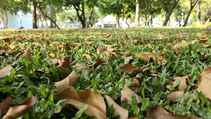 Close-up view of many brown dry leaves fallen on vibrant green grass on a sunny day. Symbolizing changing seasons, autumn, or transition in nature.