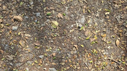 Dry brown and yellow leaves scattered on a rough gravel surface, showing natural textures of curled leaves and gray stones in soft daylight.	