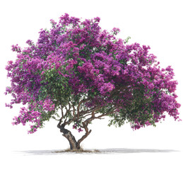 Obraz premium A large purple tree with green leaves stands alone in a white background