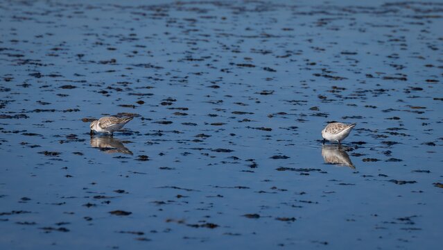 Augnahme von zwei Anadyrkutts bei der Futtersuche.