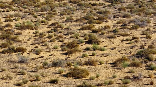 Drone captured cinematic views of the Cholistan Desert and Derawar Fort in Pakistan, vast golden sand dunes and historic fortress landscape filmed from an overhead aerial perspective during daytime, i