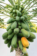 Organic papayas ripen hanging from a tree.