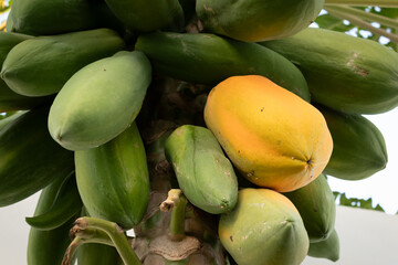 Organic papayas ripen hanging from a tree.