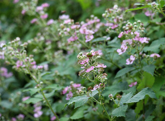 Fototapeta premium Blackberries are blooming in the orchard