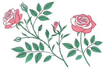 Floral branch set with pink rose flowers and green leaves on white background