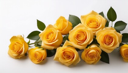 Yellow Roses On A White Background