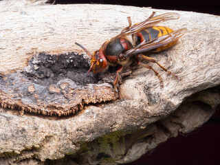Auf einer Nahaufnahme ist eine europ&auml;ische Hornisse (Vespa crabro) zu sehen, die auf einem St&uuml;ck Holz sitzt.