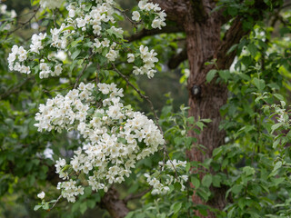 Aufnahme eines bl&uuml;henden Astes des Mandschurischen Apfels (Malus mandshurica).