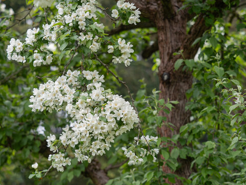 Aufnahme eines bl&uuml;henden Astes des Mandschurischen Apfels (Malus mandshurica).