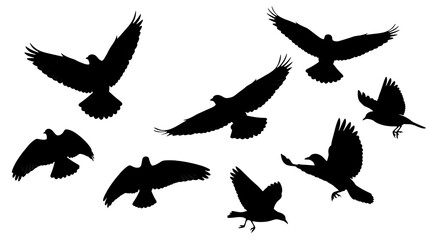 Obraz premium Silhouettes of nine birds in flight isolated on a transparent background
