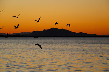 Seagulls flying in Santa Pola bay at sunset and Sierra del Segura in the background