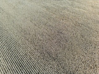 Aerial view of a cornfield with faded leaves and snow in winter - vue a&eacute;rienne d'un champ de ma&iuml;s avec des feuilles fan&eacute;es et de la neige en hiver