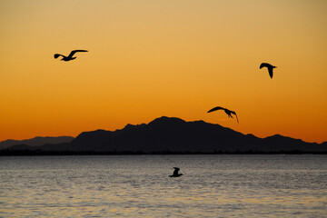 Seagulls flying in Santa Pola bay at sunset and Sierra del Segura in the background