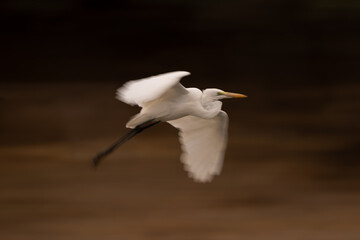 Fototapeta premium Slow pan of great egret flaring wings