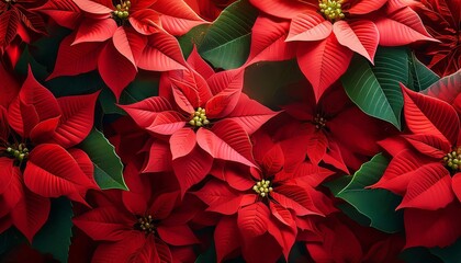 Red Poinsettia Christmas Background