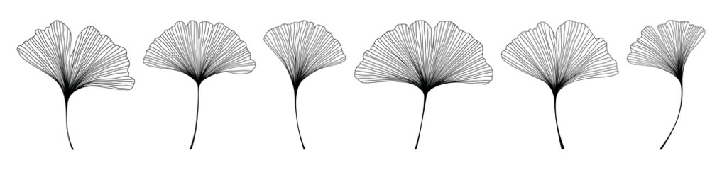 Set of black outline Ginkgo biloba tree leaves.Vector botanical line art illustration isolated on a white background. © Анна Шевчук