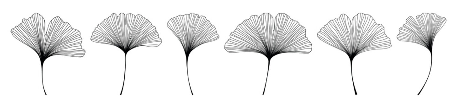 Set of black outline Ginkgo biloba tree leaves.Vector botanical line art illustration isolated on a white background.