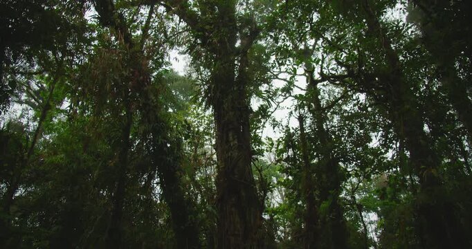 Looking up at dense green canopy of moss covered trees of cloud forest against overcast soft sky