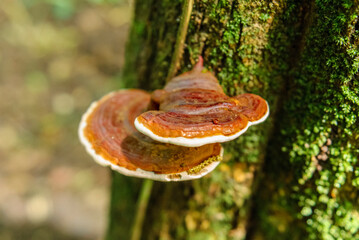 Bracket Fungus Growing on Tree Trunk in Atlantic Forest