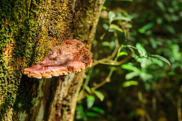 Bracket Fungus Growing on Tree Trunk in Atlantic Forest