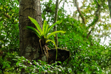 Epiphytic Bromeliad Growing on Tree Trunk, Areia, Para&iacute;ba, Brazil