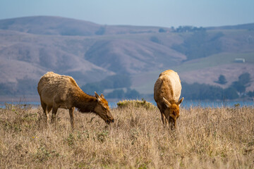 Fototapeta premium Two Female Tule Elk Grazing at Point Reyes, Tomales Point Trail