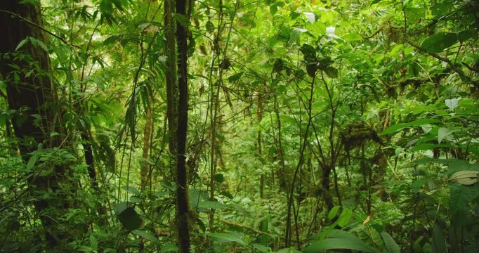 View through dense tropical rainforest foliage and trees in Monteverde cloud forest Costa Rica
