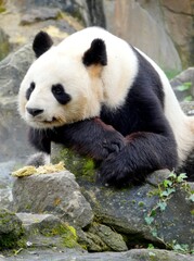 Obraz premium Panda au zoo de Beauval-France