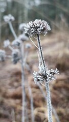 frost on branches