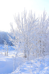 Winter landscape in central Russia.Fabulous beautiful trees in a thick layer of frost and snow during a severe frost.Beautiful winter invitation card for tourists.