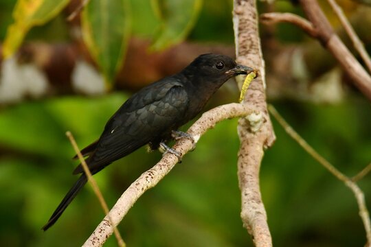 Square-tailed drongo-cuckoo (Surniculus lugubris brachyurus) perched on a branch with a captured insect larva next to Jelutung observation tower at MacRitchie Reservoir Park, Singapore