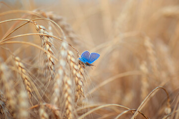 A small blue butterfly sits on golden ears of wheat in a field on a warm sunny summer day © nataba