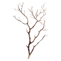 Dead tree branches on transparent background, intricate natural structure, dry wood, autumn or winter season