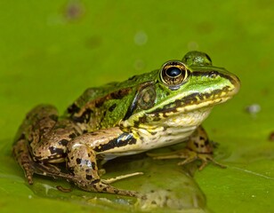 Fototapeta premium Green and brown frog sits atop a bright green, waxy lily pad with some water droplets present