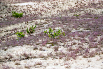 Wydmy trawy rośliny gatunki objęte ochroną.	
