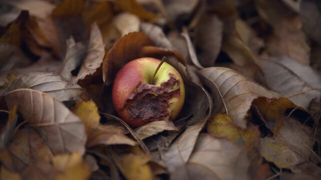 Decaying apple, partially eaten, rests on vibrant brown autumn leaves, reflecting nature's cycle of decomposition and transient fall beauty