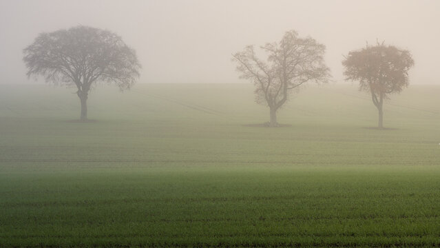 misty morning in the field - Powered by Adobe