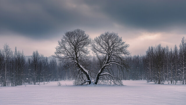A breathtaking winter landscape featuring a unique tree with branches forming a perfect heart shape. Surrounded by a frosty forest under a moody, overcast sky. Concept of natural beauty, winter romanc