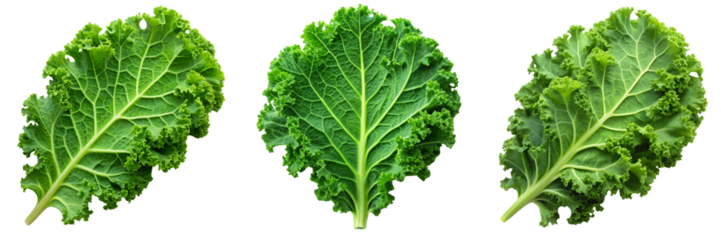 Set of a single green kale leaf isolated a transparent background