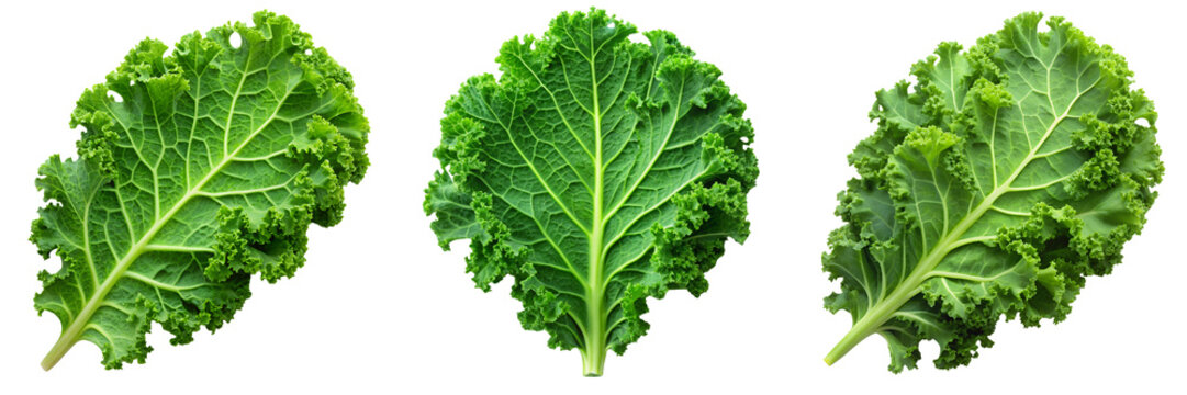 Set of a single green kale leaf isolated a transparent background