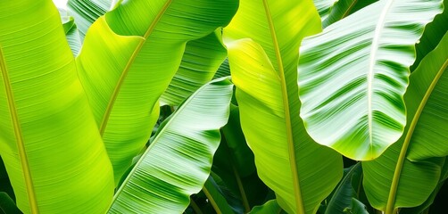 Large vibrant green banana tree leaves, tropical foliage, macro, image